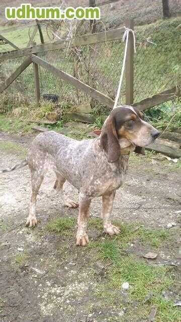 perros de jabali en venta|Perros de caza para Jabalí 